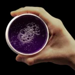 Cera Aqua Hair Violetta RedOne 150 ml - Imagen 5